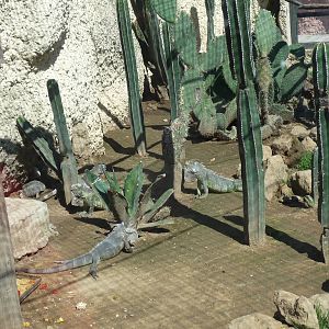 tortoise and iguanas zoologico del altiplano tlaxcala