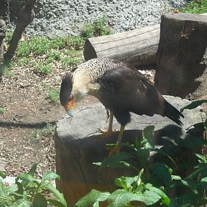 caracara zoologico del altiplano tlaxcala