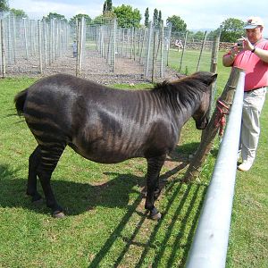 Eden Ostrich World (Now Closed)