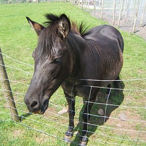 Eden Ostrich World (Now Closed)