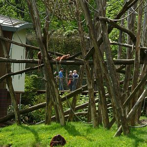 Javan langurs and orangutan