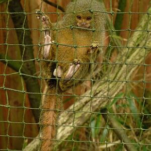 Pygmy marmoset