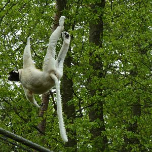 Crowned sifaka
