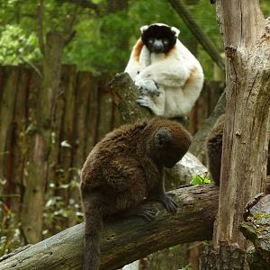 Sifaka and bamboo lemur