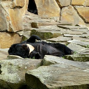 Asian black bear