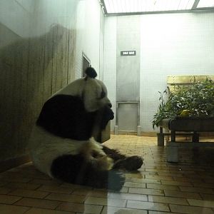 Bao Bao indoors
