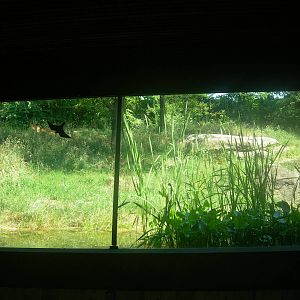 African Lion Exhibit