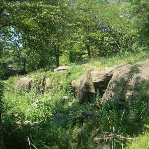 African Lion Exhibit