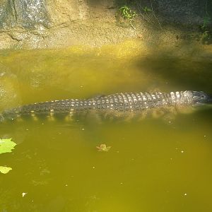 American Alligator