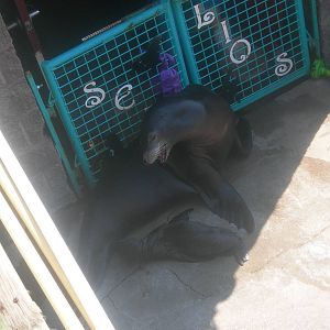 New sea lion pup with mom