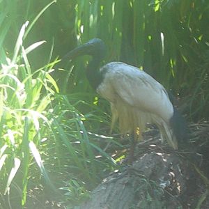 African Sacred Ibis