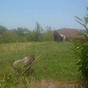 two male silverback gorillas