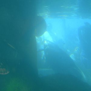 sand tiger shark snags fish for feeding presentation