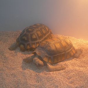 Yellow footed tortoise