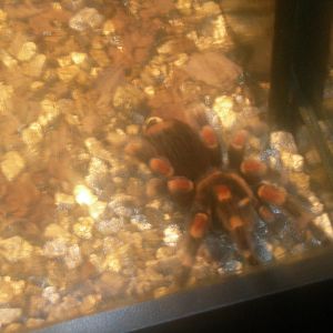 mexican red-kneed tarantula