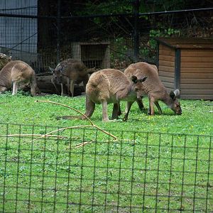 Gray Kangaroo