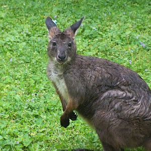 Wallaroo