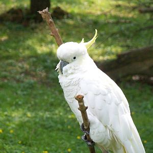 Sulfur-crested Cockatoo