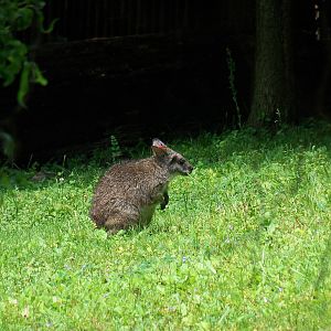Parma Wallaby