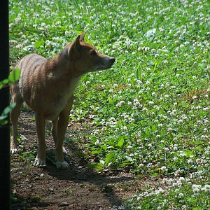 New Guinea Singing Dog