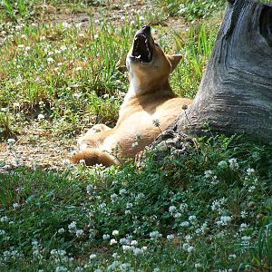 New Guinea Singing Dog