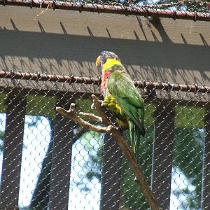 Lorikeet