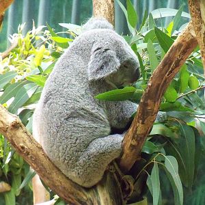 Koala