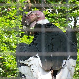 Andean Condor