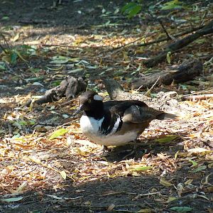 Hooded Merganser