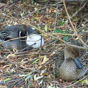 Northern Pintails