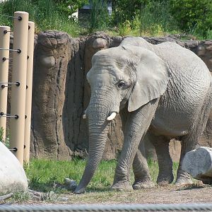 African Bush Elephant