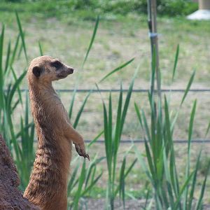 Meerkat
