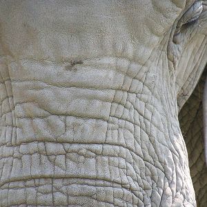 Elephant Close-up