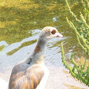 Egyptian Goose