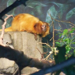 Golden Lion-Maned Tamarin