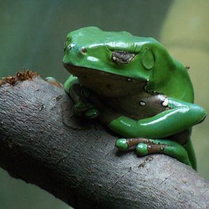 Tree Frog