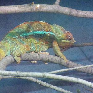Panther Chameleon