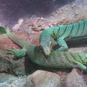 Green Tree Monitor
