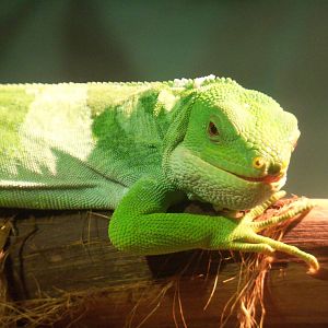Fiji Banded Iguana