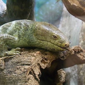 Solomon Island Skink