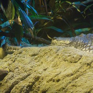 Gharial Close-up