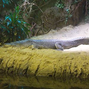 Gharial