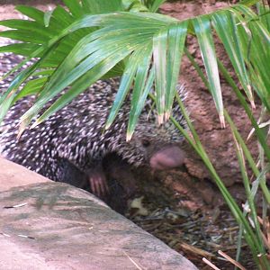 Prehensile-Tailed Porcupine