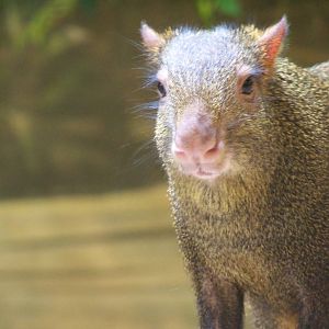 Agouti