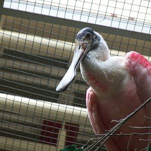 Roseate Spoonbill