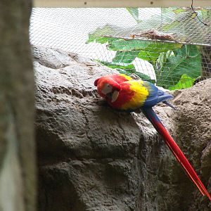 Scarlet Macaw