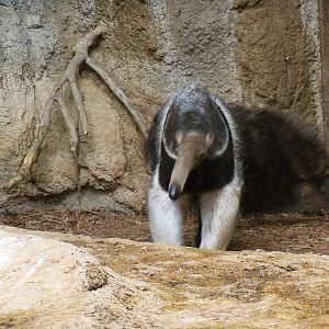 Giant Anteater