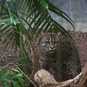 Fishing Cat