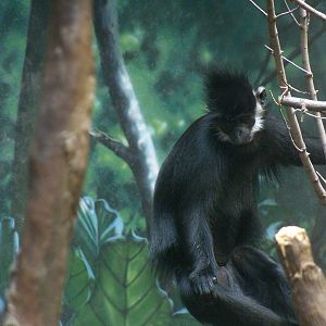 Francois' Langur