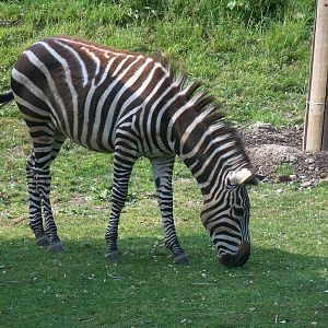 Grant's Zebra